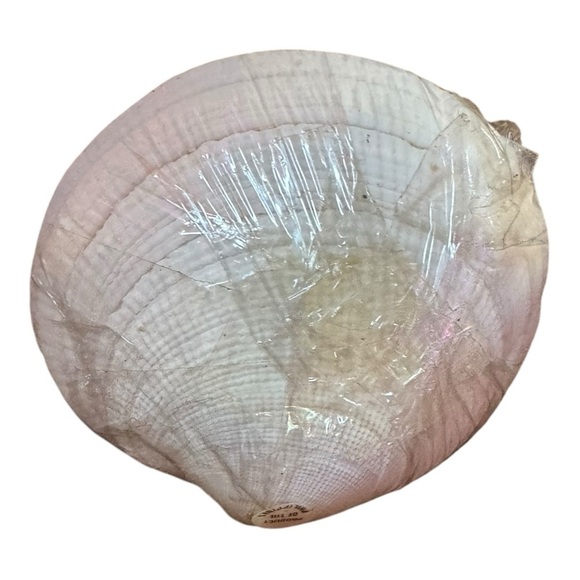 VINTAGE Clam Shell HORS D'OEUVRES CHEESE Food TOOTHPICKS w SEASHELL TIPS NEW - Picture 3 of 5